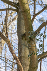 Mistletoe on a tree covered with hoarfrost