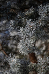Pine branches on a winter day