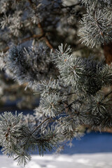 Pine branches on a winter day