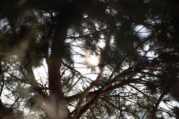 The sun shines through the pine branches