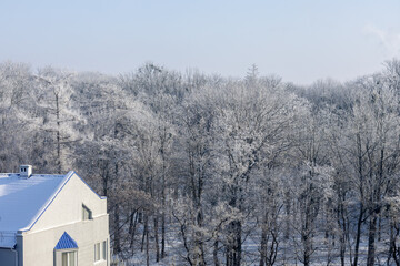 View of the winter forest