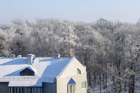 View of the winter forest