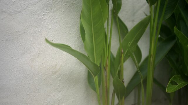 4K vertical video of tropical grasses and leafy plants set against a clean white wall in Costa Rica, featuring soft natural movement, minimal composition, and abundant copy space