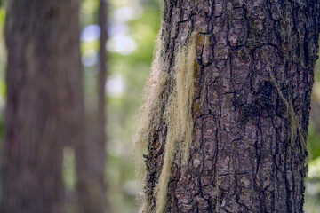 Obraz premium Barba de viejo Spanish moss Tillandsia usneoides in ushuaia patagonia terra del fuego forest