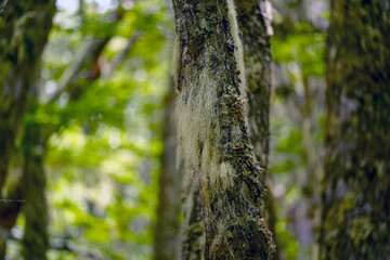 Obraz premium Barba de viejo Spanish moss Tillandsia usneoides in ushuaia patagonia terra del fuego forest