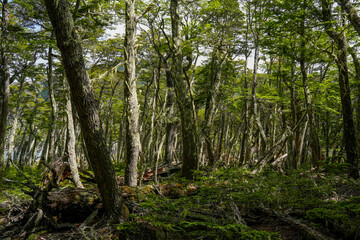 forest near ushuaia patagonia terra del fuego forest