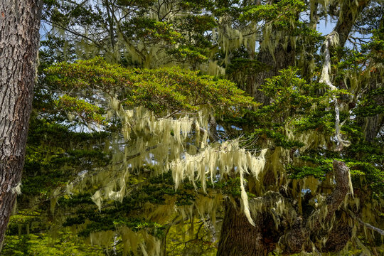 Barba de viejo Spanish moss Tillandsia usneoides in ushuaia patagonia terra del fuego forest