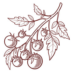 A detailed illustration of a branch with ripe tomatoes and lush green leaves. © AG