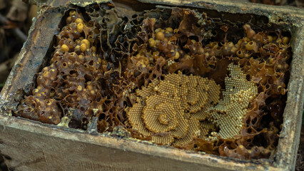 Fototapeta premium Detailed Structure of Trigona Stingless Bee Honeycomb in Wooden Hive