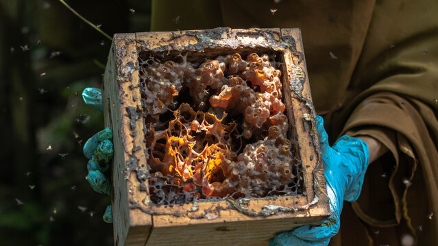 Close-Up of Stingless Bee Trigona Honeycomb in Wooden Hive Box