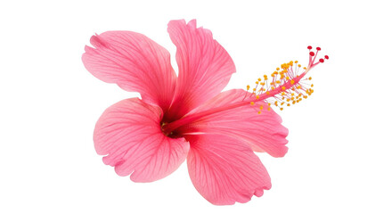 A beautiful pink hibiscus flower with delicate petals and vibrant stamen. isolated on transparent backgrounnd