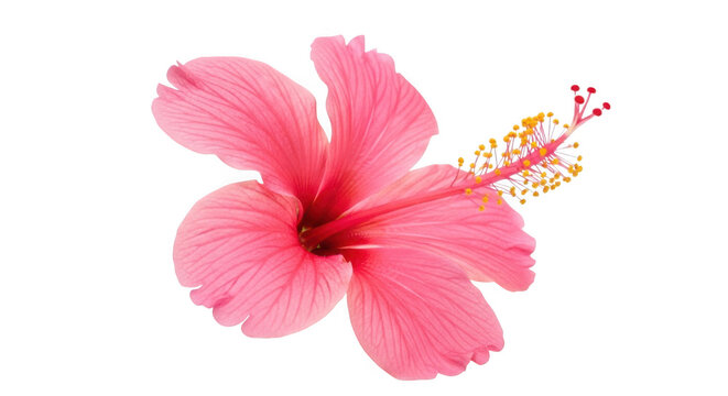 A beautiful pink hibiscus flower with delicate petals and vibrant stamen. isolated on transparent backgrounnd