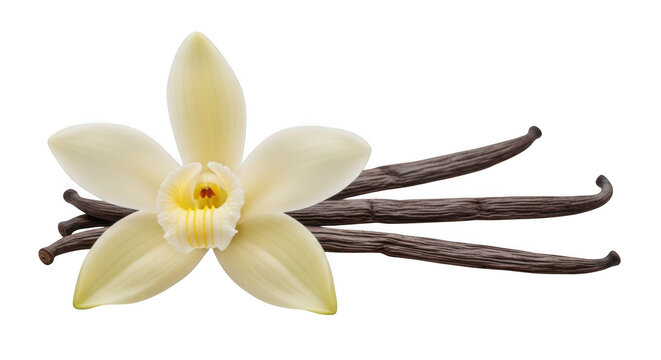 vanilla pods and flower isolated on  transparent background