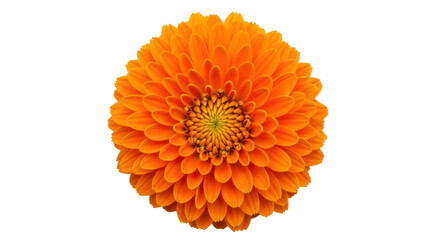 A vibrant orange marigold flower centered against a white background.