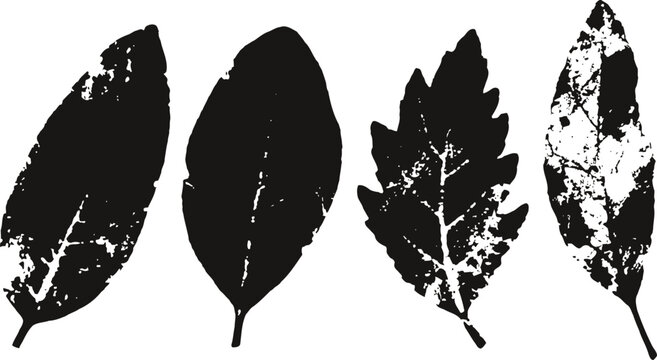 black silhouette set of various leaves shapes isolated on white background for nature and botanical design