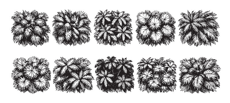 Black and white vector illustration of palm tree top view silhouettes for design elements. Useful for landscape architecture, plans and drawings.