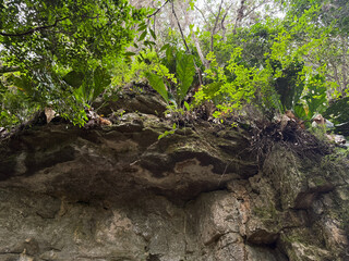 Low-angle view of a rocky outcrop with lush tropical plants and ferns growing on a limestone cliff face in a rainforest