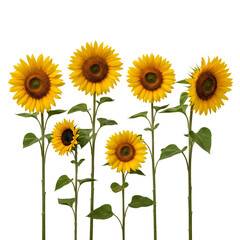 vibrant yellow sunflowers of varying heights with green stems and leaves stand against a pure white background. Generative AI.