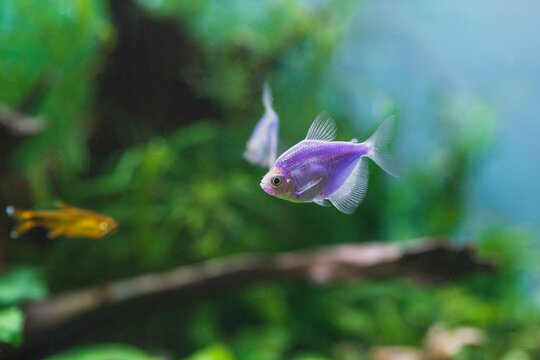 Purple glofish tetra swimming in freshwater aquarium