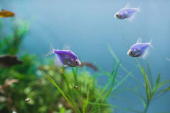 Purple glowfish swimming in clear freshwater aquarium