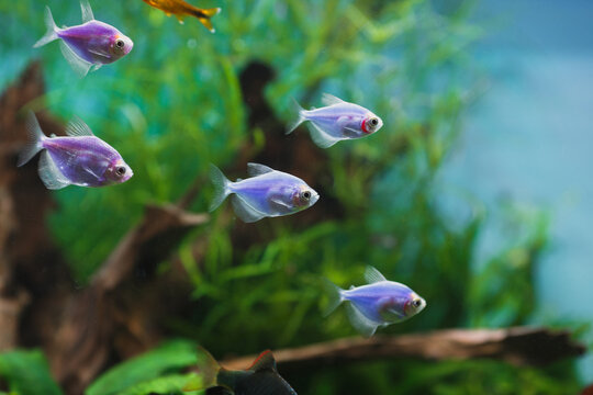 Fluorescent glofish tetras swimming in an aquarium
