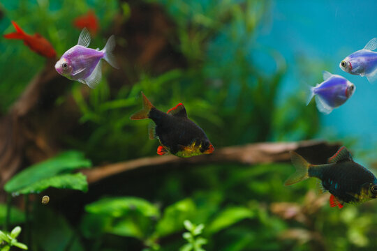 Colorful fish swimming in freshwater aquarium with lush plants