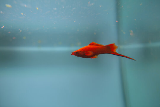 Red swordtail fish swimming in freshwater aquarium