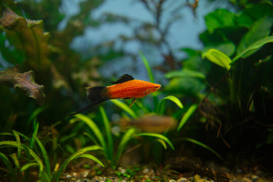 Orange sailfin platy fish swimming in freshwater aquarium