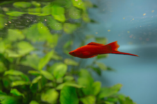Red swordtail fish swimming in freshwater aquarium