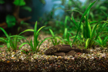 Pleco fish resting on aquarium substrate with green plants