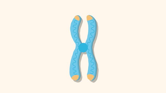 x chromosome structure genetics medical animation
