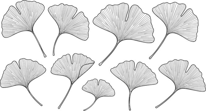 Vector illustration of ginkgo leaves in black-and-white line art symbolizing botany, nature, growth, education, and decorative design