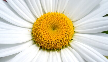 Extreme close-up of a white flower with yellow center, petals radiating outward. Detailed textures and color contrast. Nature photography