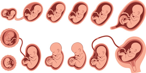 Fototapeta premium Vector illustration set of human fetal development stages showing embryo growth and fetus position in the womb during pregnancy