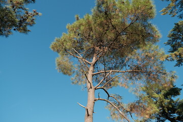 Fototapeta premium pine tree and blue sky. green pine branches on blue sky background