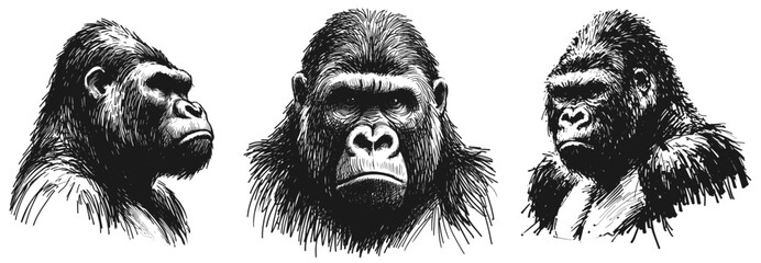 Heart of the Forest Gorilla line art drawing sketch vector hand drawn illustration svg © Ratcha