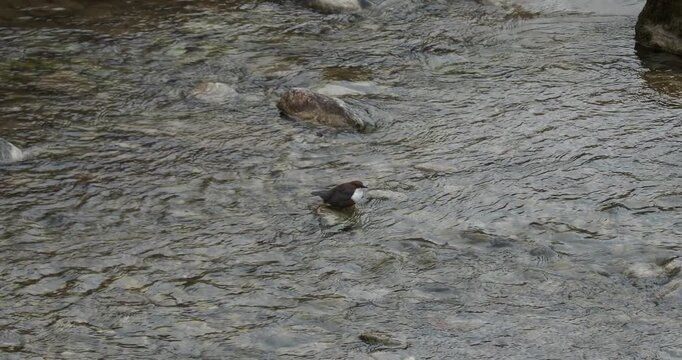 (Cinclus cinclus) A white-throated dipper standing on a rock in the middle of a fast-flowing torrent, plunging its head upstream in search of food with its sharp beak