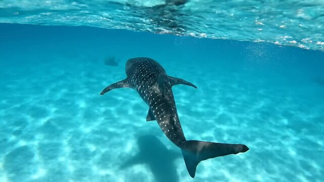 whale shark swimming underwater with sunlight filtering through turquoise ocean water, for documentary or educational presentation