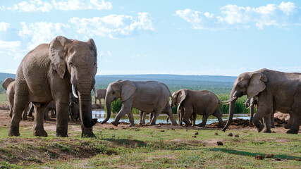 Obraz premium Majestic elephants thrive by the water edge in Addo Elephant Park, South Africa