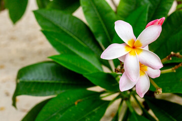 Pink frangipani - plumeria - flowers blooming on the branches of a tree on a beach
