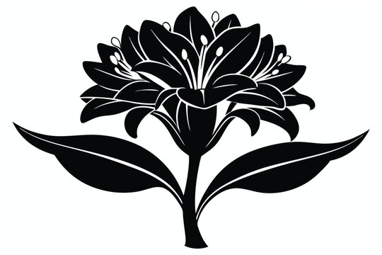 clivia silhouette line art vector illustration
