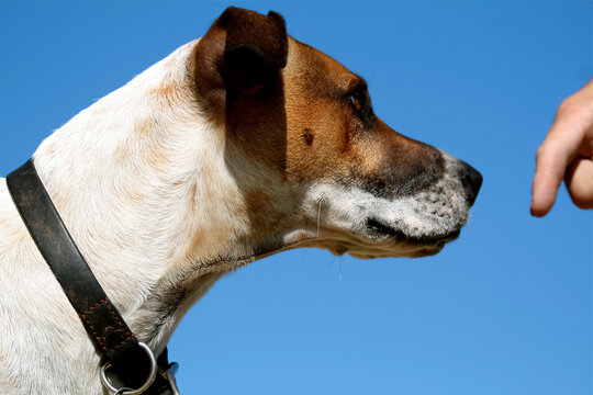 Charlotte, North Carolina,  United States. Dog learns command. 