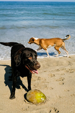 Sayulita, Mexico. Black lab plays with coconut