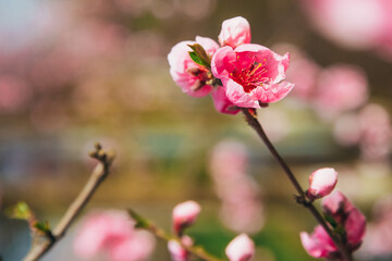 Delicate pink peach blossoms in a sunny spring garden. Close-up of the flowering branches against a soft, blurred background.