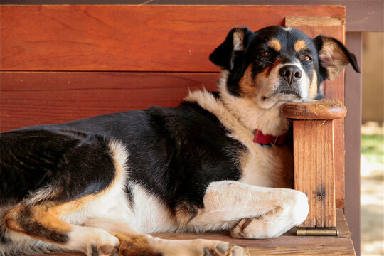 Mora, New Mexico, USA. Mixed breed dog lounges on a bench.