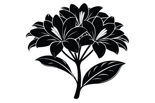 clivia silhouette line art vector illustration