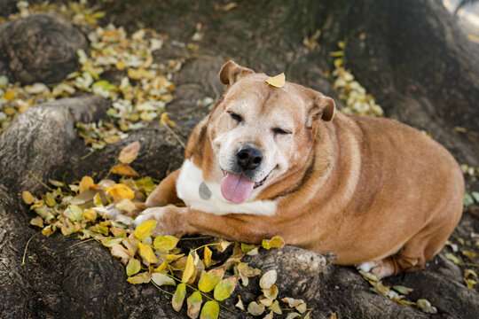 Lisbon, Portugal. Senior dog resting in fall leaves.
