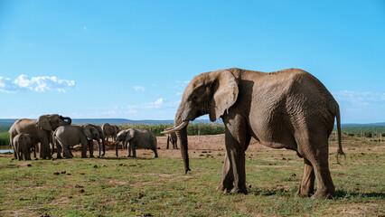Fototapeta premium Majestic elephants gathering in Addo Elephant Park under a bright South African sky
