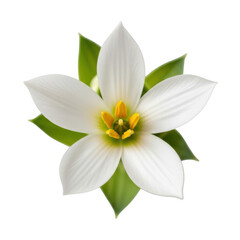 A white flower with green leaves and a yellow center