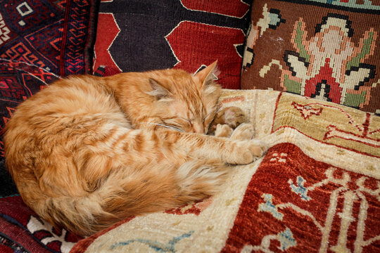 Istanbul, Turkey. Cat sleeping on old Turkish rug.